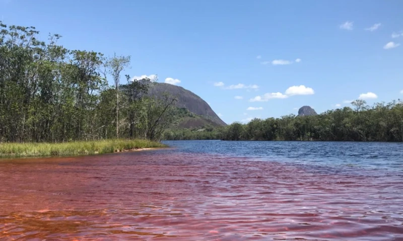 El Caño San Joaquín es un paraíso para los amantes de la naturaleza y la observación de aves en la amazonía colombiana. / Foto: X @valenframa