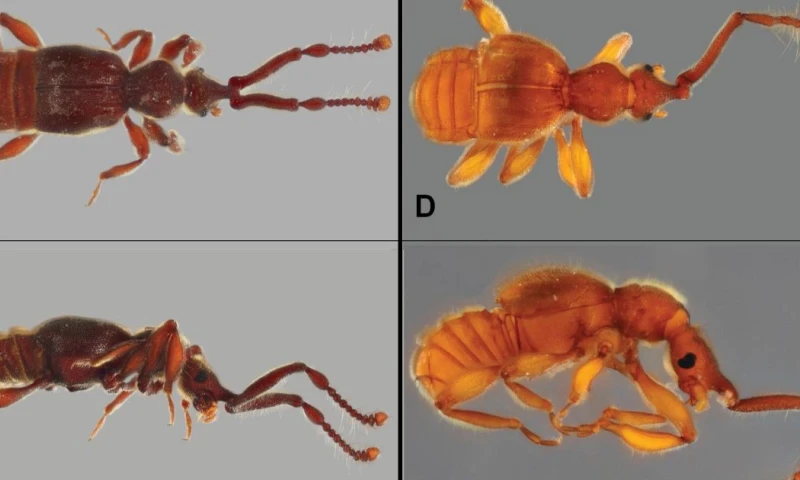 35 nuevas especies de escarabajos fueron descritas en 3 estudios recientes / Foto: cortesía MAE