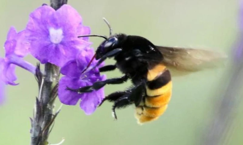 Según datos del Inabio, Ecuador es uno de los 20 países más biodiversos del mundo/ Foto: cortesía