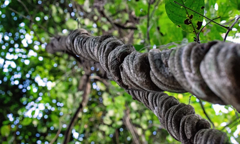 La bebida podría estimular el crecimiento de nuevas neuronas en el hipocampo/Foto: cortesía