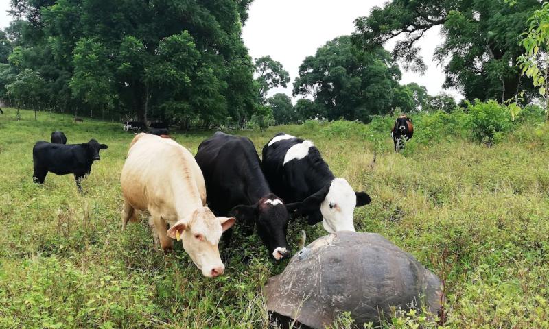 Tortugas gigantes de Galápagos resisten a los antibióticos / Foto EFE