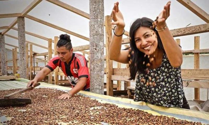 La técnica de secado, llamada ‘honey’, es una de las que estos emprendedores han perfeccionado. Foto: cortesía Witoca
