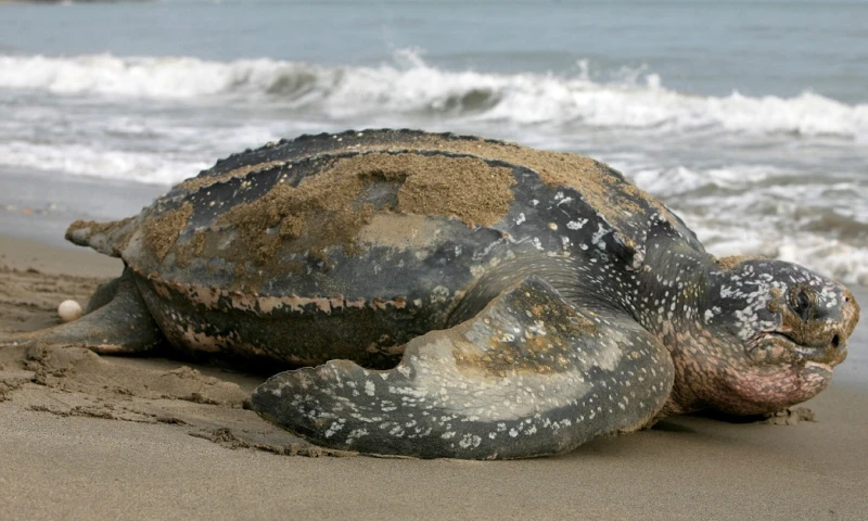 Supervisan eclosión de 9 tortugas laúd, especie en "lista roja" / Foto: EFE