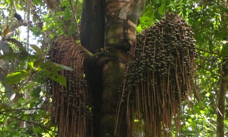 Su fruto es una joya culinaria y medicinal/ Foto: cortesía