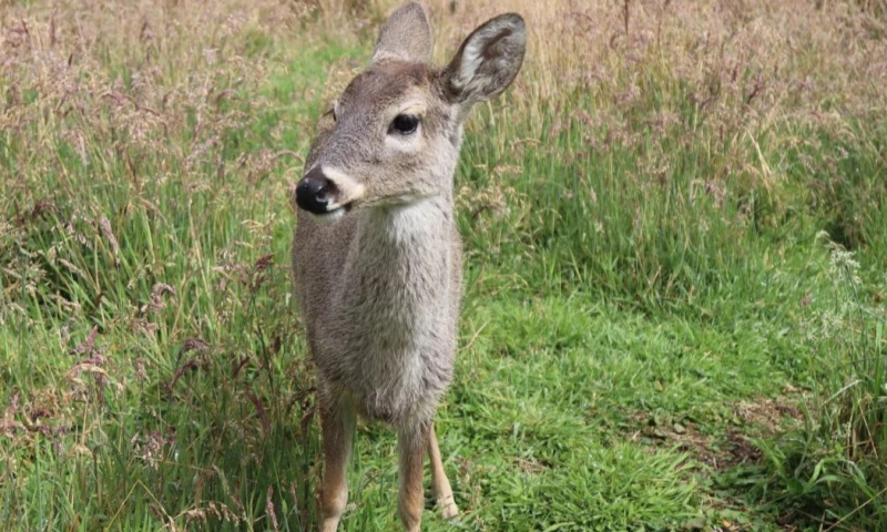 Centro de Rescate Hábitat funciona gracias al aporte de voluntarios / Foto: EFE