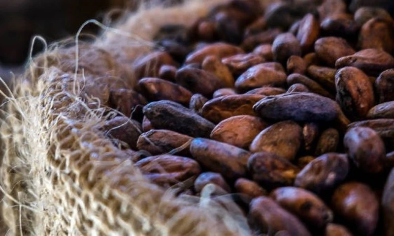 La contracción del precio plantea desafíos para la rentabilidad de los agricultores / Foto: cortesía