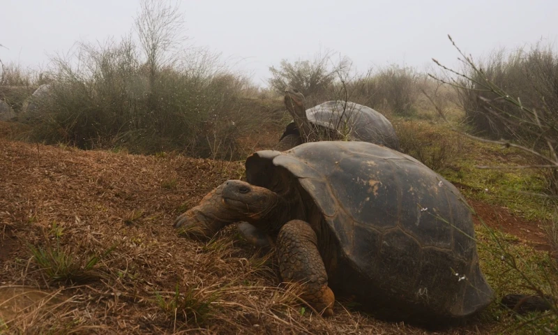 Galápagos, semillero de tortugas / Foto EFE