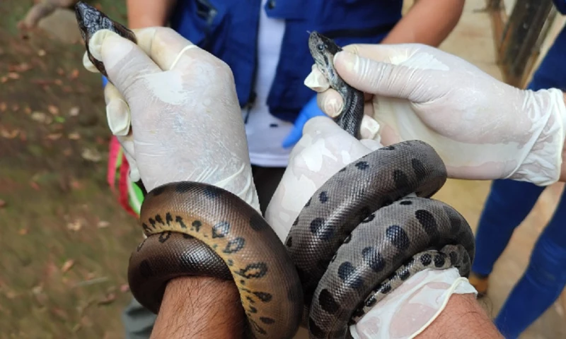 Entre los animales se encontraban 12 anacondas verdes y 1 caimán de anteojos/ Foto: cortesía MAATE