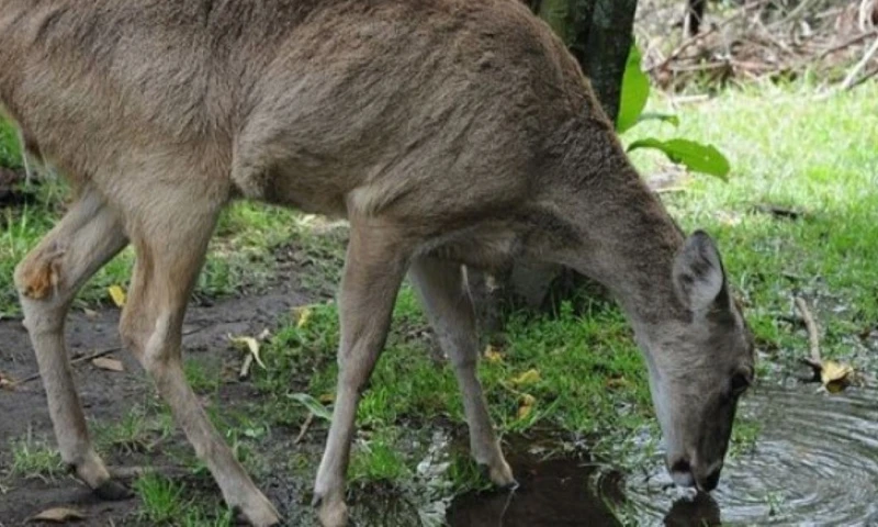 Durante décadas, el venado cola blanca fue considerado una sola especie con una amplia distribución, desde Canadá hasta Sudamérica / Foto: cortesía 