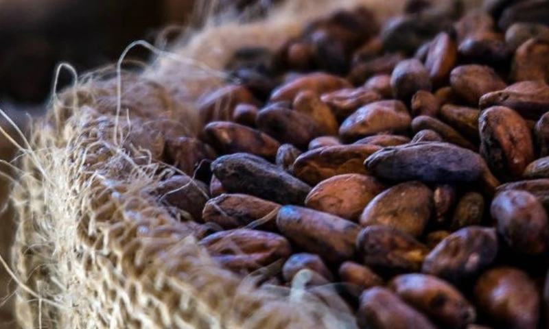 Los precios del cacao continúan siendo un factor de preocupación para la industria chocolatera global / Foto: cortesía
