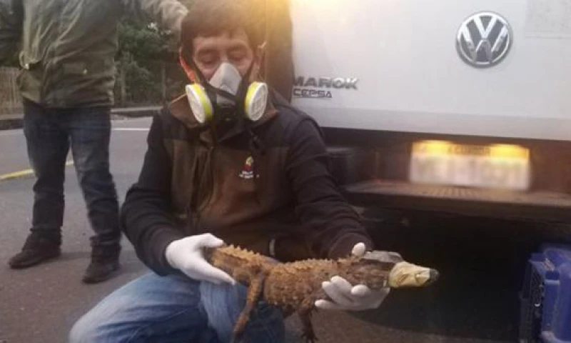Los rescatistas del reptil colocaron cinta de embalaje en el hocico del animal para trasladarlo a un lugar seguro. Foto: Cortesía Dirección de Ambiente de Morona Santiago