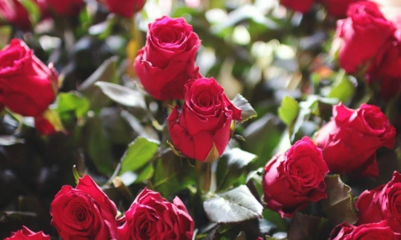 EE.UU. analiza un acuerdo comercial más amplio que podría incluir entre ocho y diez naciones / Foto: cortesía Cámara Marítima de Ecuador