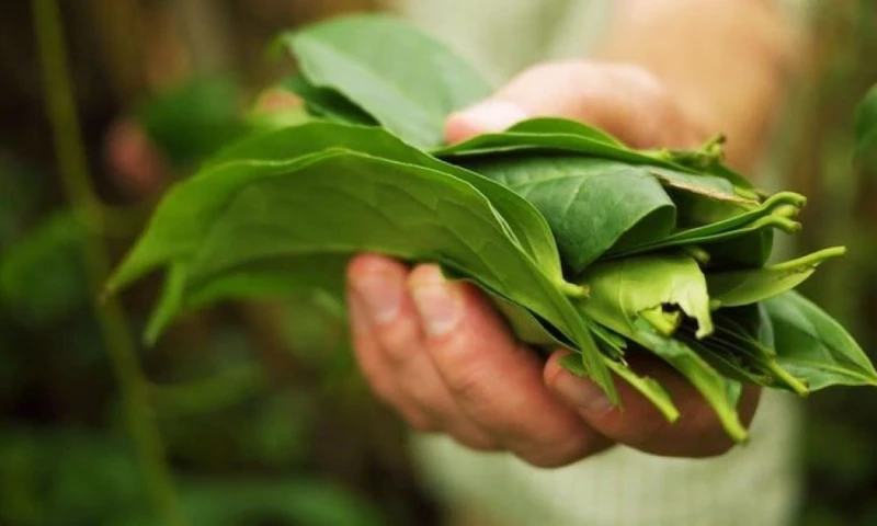 La guayusa es un árbol cuyas hojas se utilizan para infusiones energizantes / Foto: cortesía Balance Products