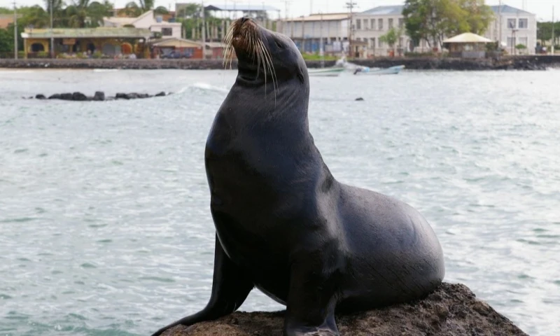 Uno de los ejemplos más destacados es el aumento de las tarifas de entrada a las Islas Galápagos / Foto: Pixabay