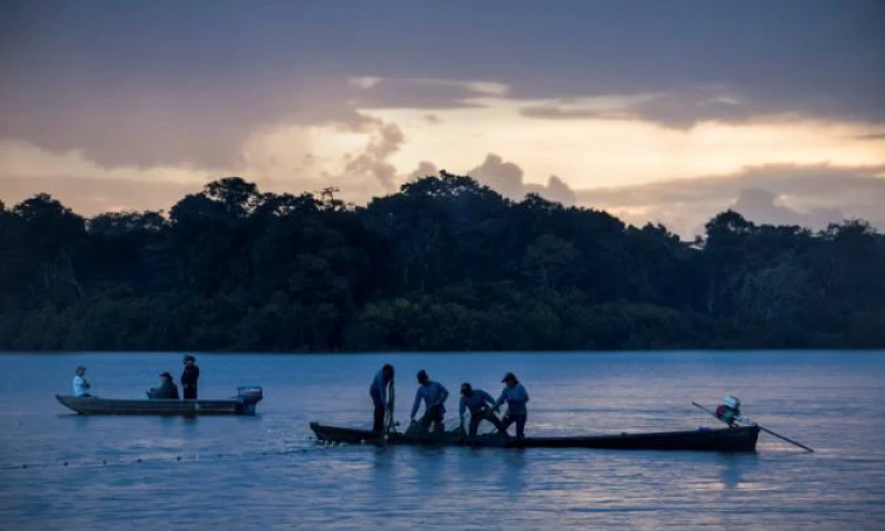En Ecuador hay dos de las cuatro especies de delfines de río registradas en el sistema fluvial del Amazonas, el más grande del mundo y que abarca ocho países y una dependencia en América del Sur. Foto: El Universo