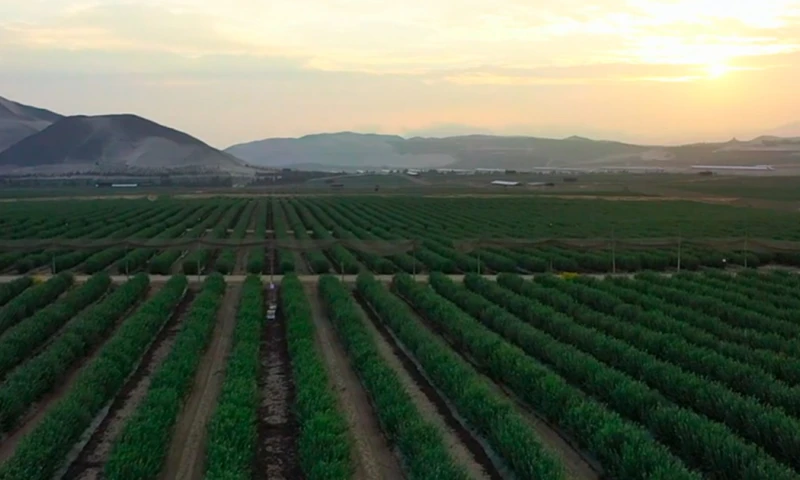 Hortifrut Ecuador ha generado empleo en la región, contratando a 175 cosechadores en Zapotillo y cantones aledaños / Foto: cortesía Hortifrut