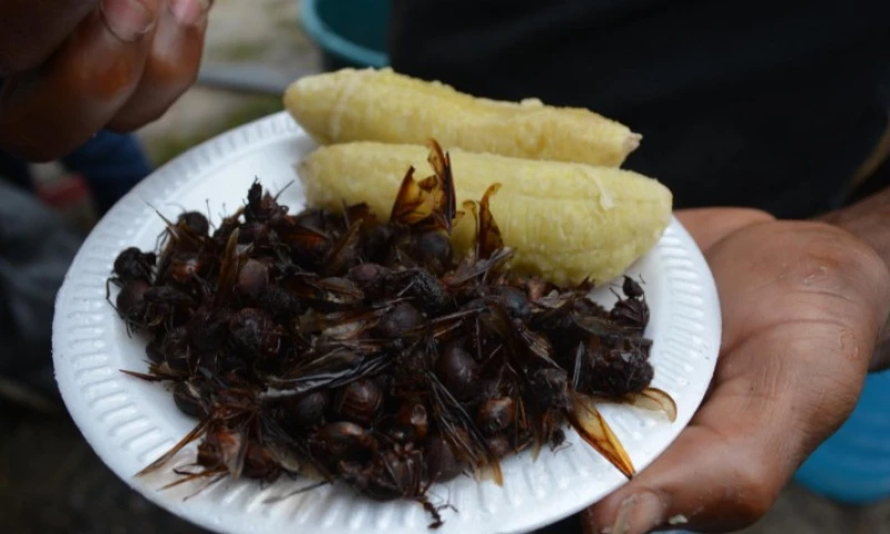 La hormiga siquisapa, u hormiga culona, un manjar de la región amazónica. Foto: Expreso