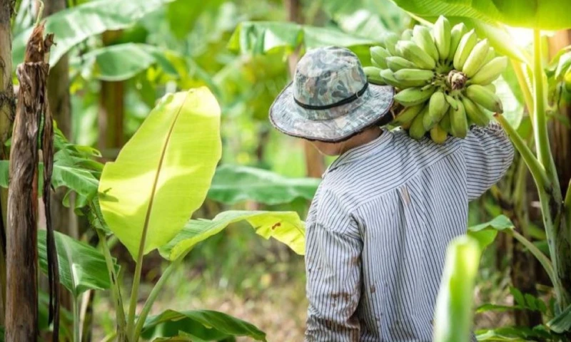 Entre las principales causas que han derivado en esta situación se encuentran las enfermedades como el moko y la sigatoka negra / Foto: cortesía Camae
