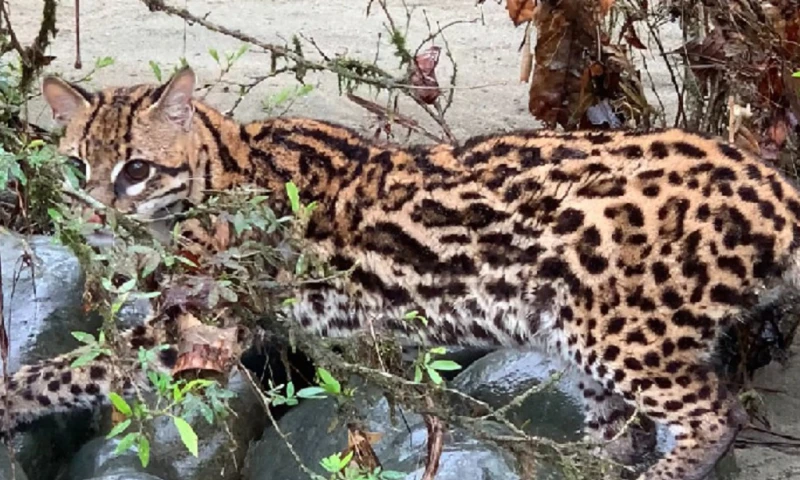 Seis tigrillos volvieron a su hogar / Foto: cortesía MAATE