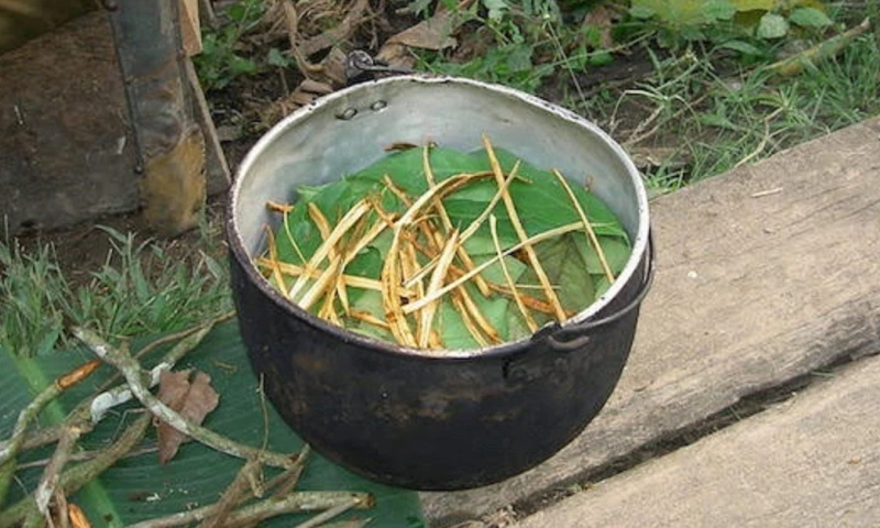 Un té amazónico usado por chamanes fomenta la formación de nuevas neuronas / Foto: EFE
