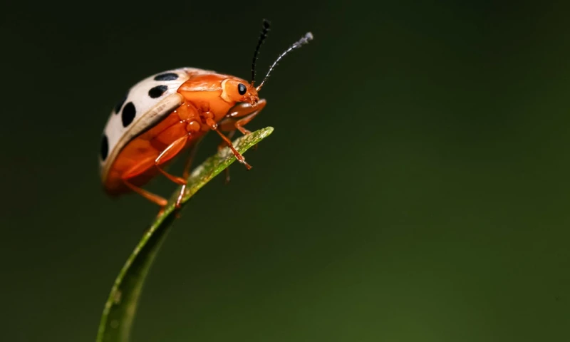 La única especie nativa que es común en la isla San Cristóbal es la mariquita Sanguínea / Foto: EFE