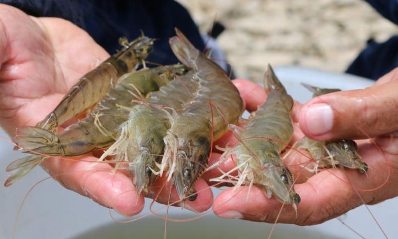 Las proyecciones apuntan a un crecimiento adicional de entre 8 % y 10 % en volumen para este año / Foto: cortesía Ministerio de Producción