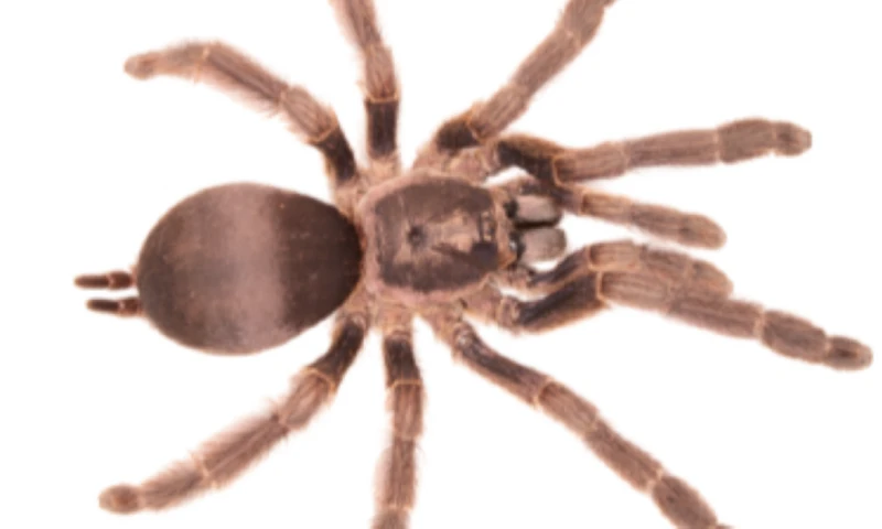 La Tapinauchenius dayuma fue nombrada en honor a la lideresa waorani Dayuma Caento / Foto: cortesía Inabio