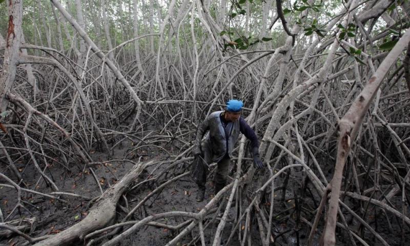 1.500 estudiantes de las diferentes unidades educativas de la zona organizaron campañas de limpieza de los manglares / Foto: EFE