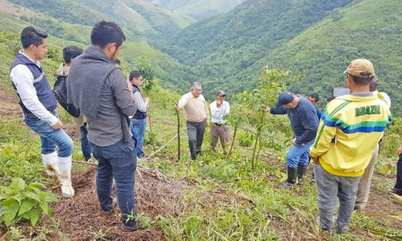 TEMÁTICA. Diversos conocimientos relacionados al cultivo de la guayusa se impartieron. Foto: La Hora