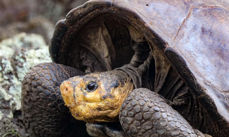 Tortuga, que se creía extinta hace más de 100 años, fue encontrada en Galápagos  / Foto: EFE