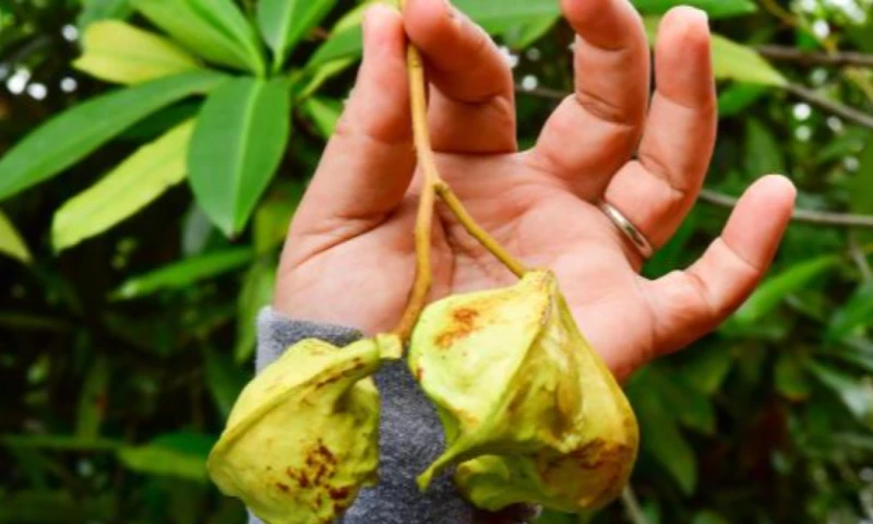 En 2022 esta especie fue encontrada en la isla Santay / Foto: cortesía Info Positiva Ec