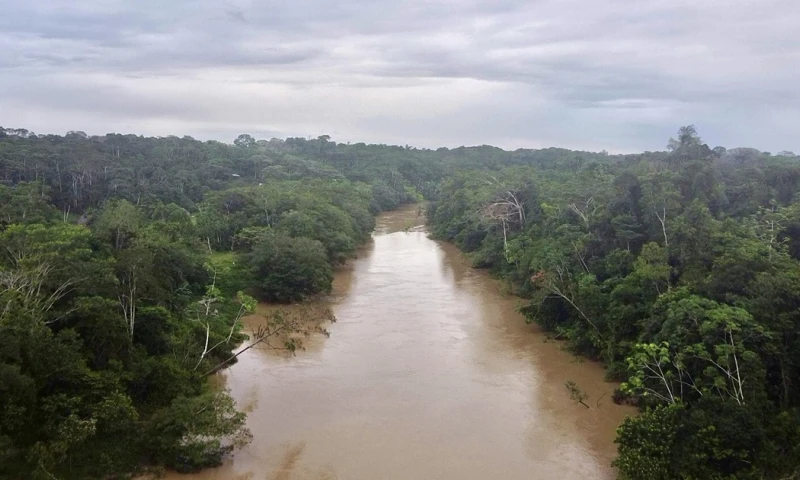 La Amazonia ecuatoriana es reconocida por sus extraordinarios niveles de diversidad arbórea, con un estimado de 5.400 especies de árboles para toda la región, y más de 650 especies dentro de una sola hectárea/ Foto: cortesía EFE