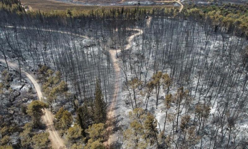 La emergencia ha dejado al menos 2.000 hectáreas quemadas / Foto: EFE