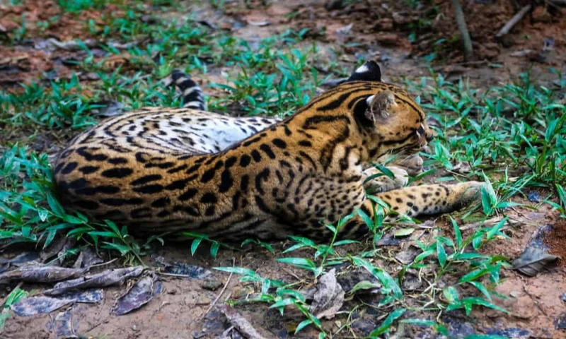 Rehabilitan y protegen a animales afectados por el tráfico ilegal y la deforestación / Foto: cortesía