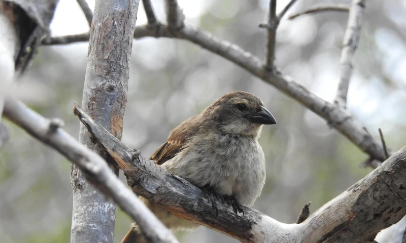 El ave es la más críticamente amenazada del archipiélago ecuatoriano de Galápagos / Foto: EFE