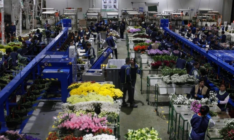Cerca del 95 % de la producción colombiana se destina a mercados internacionales / Foto: cortesía Forbes Colombia