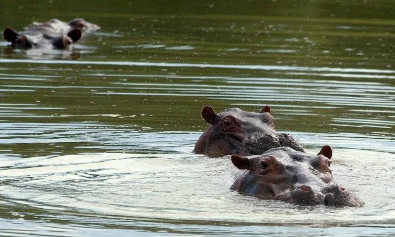 Colombia evalúa enviar 72 hipopótamos de Pablo Escobar a Ecuador, México e India / Foto: EFE