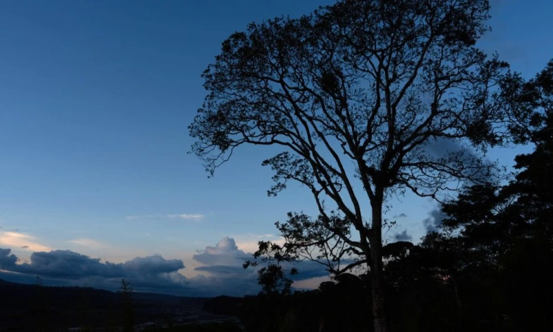 Cedros, palmeras y guayacanes son algunas de las especies de árboles que vuelven a crecer en zonas que llevaban años deforestadas / Foto: EFE