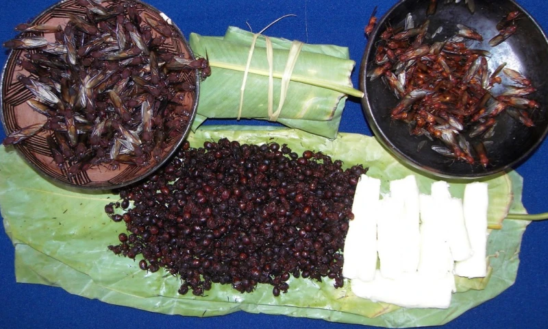 Se cree que tienen poderes afrodisíacos, analgésicos y de longevidad/Foto: cortesía 