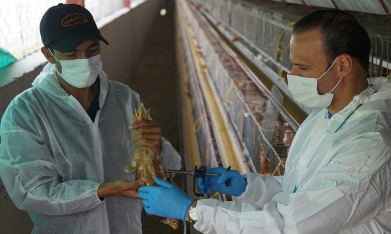 Desde hace 3 meses, Ecuador no reporta nuevos caso / Foto: cortesía MAG