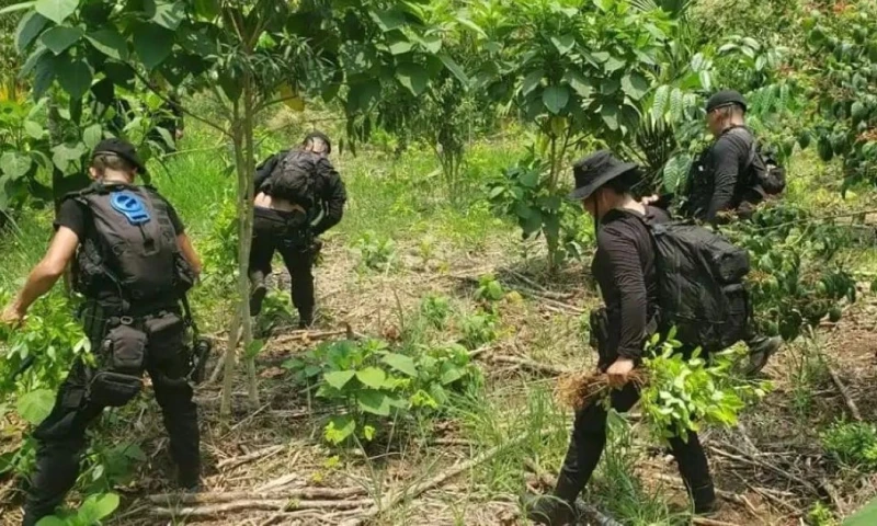 El informe señala que en 2023 Colombia registró unas 253.000 hectáreas de cultivos de coca / Foto: cortesía Prensa Libre