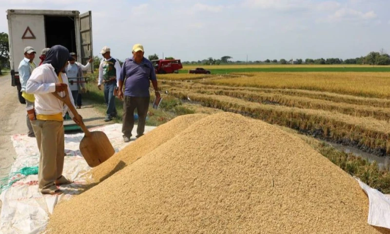 Entre los productos sujetos al arancel se encuentran alimentos como frijoles, arroz, plátanos, aceites y azúcar, entre otros / Foto: cortesía Camae