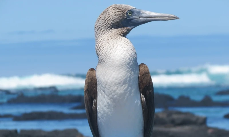 OFC ha iniciado la recaudación de fondos este mes y prevé obtener $ 2.000 millones adicionales / Foto: Pixabay