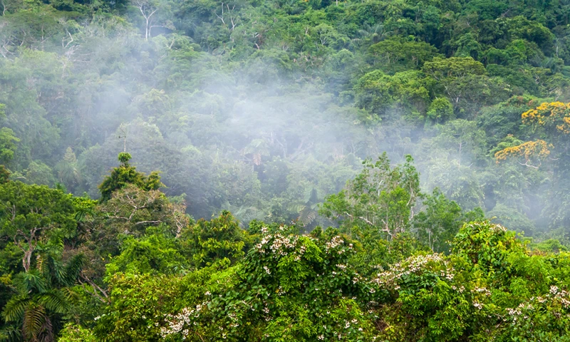 Esta especie es endémica de la Cordillera del Cóndor y fue bautizada como 'ormosia neillii', en honor al botánico David A. Neill/ Foto: cortesía