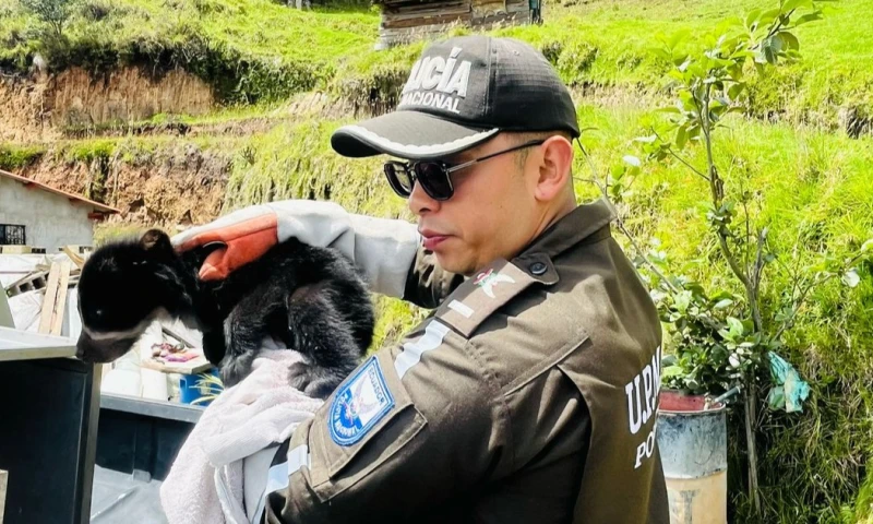 El oso de anteojos se encuentra en peligro debido a la pérdida de su hábitat / Foto: cortesía MAATE