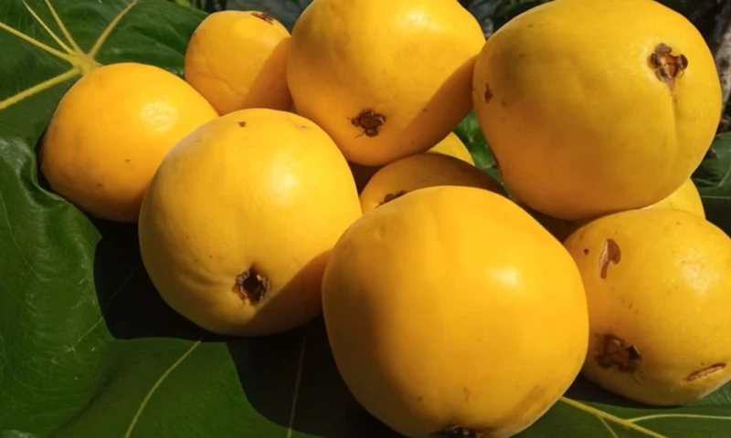 El arazá, una fruta originaria de la Amazonía colombiana, destaca por sus beneficios nutricionales, su potencial económico y su papel en la conservación de los ecosistemas. / Foto: Infobae