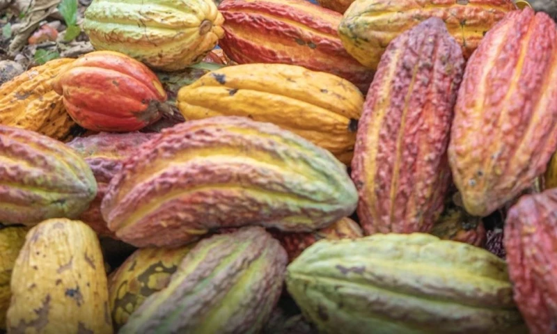 Expertos prevén que la producción mundial podría recuperarse en 2024-2025 / Foto: cortesía Prefectura de Sucumbios