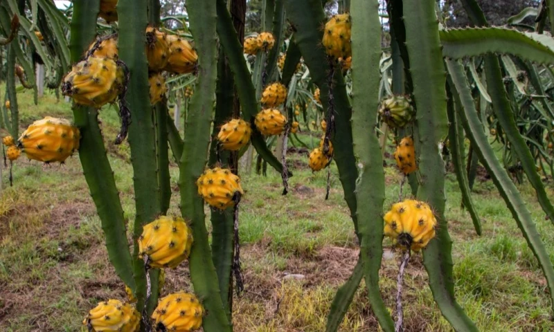 La eliminación del arancel del 15 % beneficia a la pitahaya / Foto: EFE