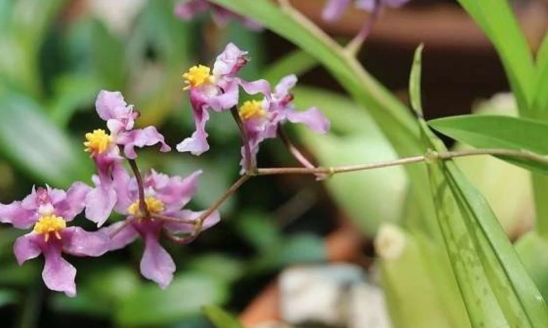 Actualmente se reconocen más de 4.450 especies de orquídeas en el territorio nacional / Foto: cortesía