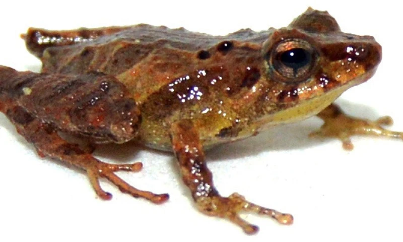 Nueva especie de sapo fue descubierta en Zamora / Foto: cortesía ministerio de Ambiente